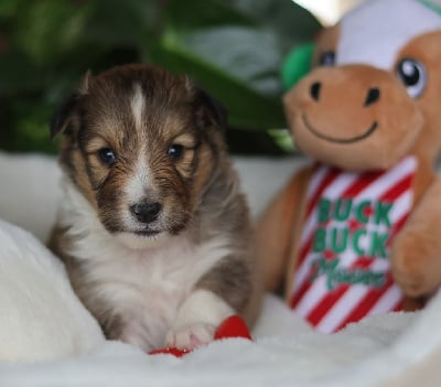 Les chiots de Shetland Sheepdog