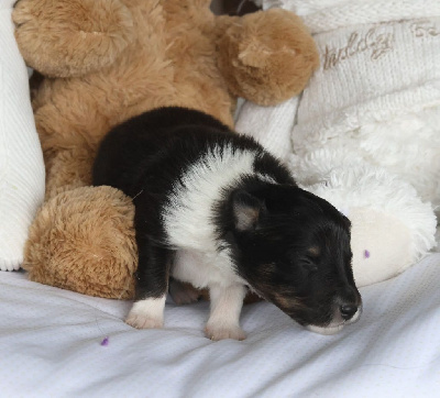 Les chiots de Shetland Sheepdog