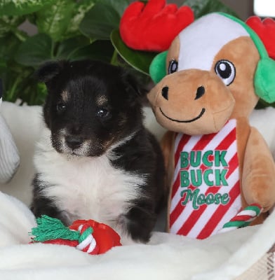 Les chiots de Shetland Sheepdog