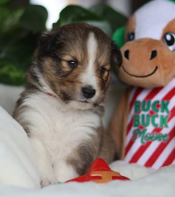 Les chiots de Shetland Sheepdog