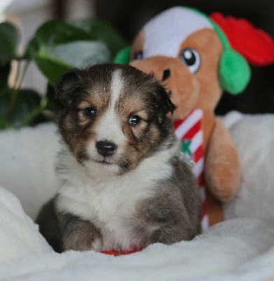 Les chiots de Shetland Sheepdog