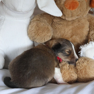 Les chiots de Shetland Sheepdog