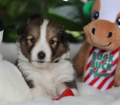 Les chiots de Shetland Sheepdog