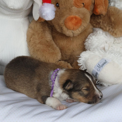 Les chiots de Shetland Sheepdog