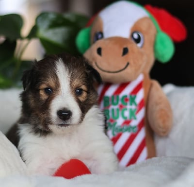 Les chiots de Shetland Sheepdog