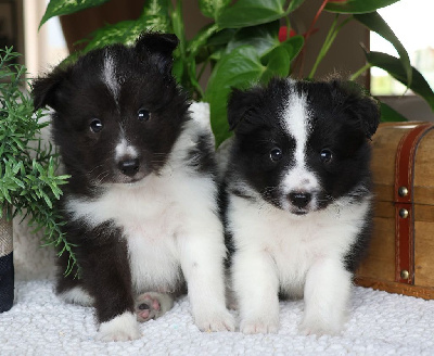 Les chiots de Shetland Sheepdog