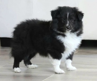 Shetland Sheepdog