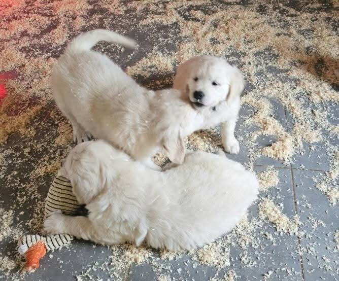 Golden Retriever - du Royaume de la Petite étoile