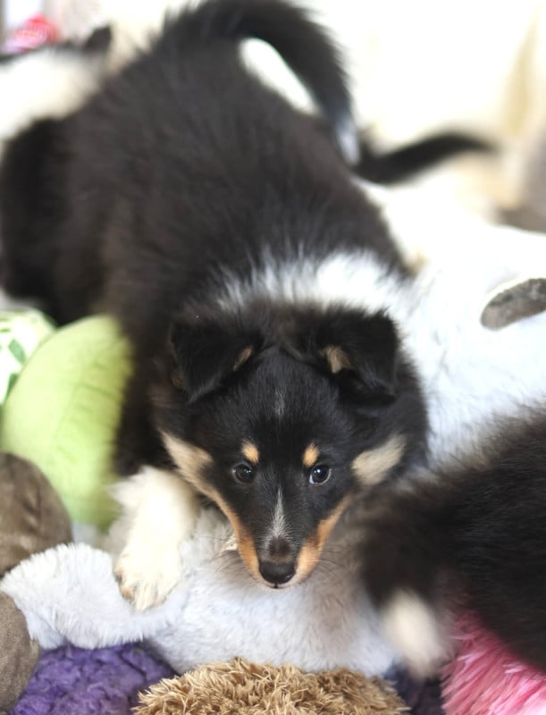 Shetland Sheepdog - du Royaume de la Petite étoile