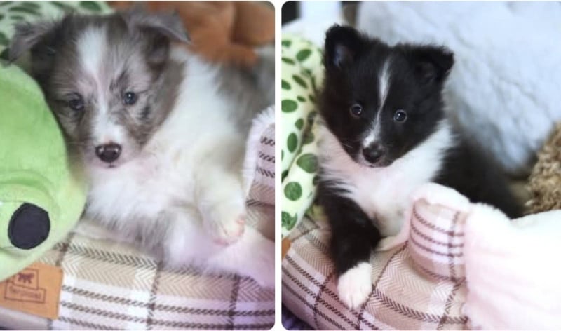 Shetland Sheepdog - du Royaume de la Petite étoile