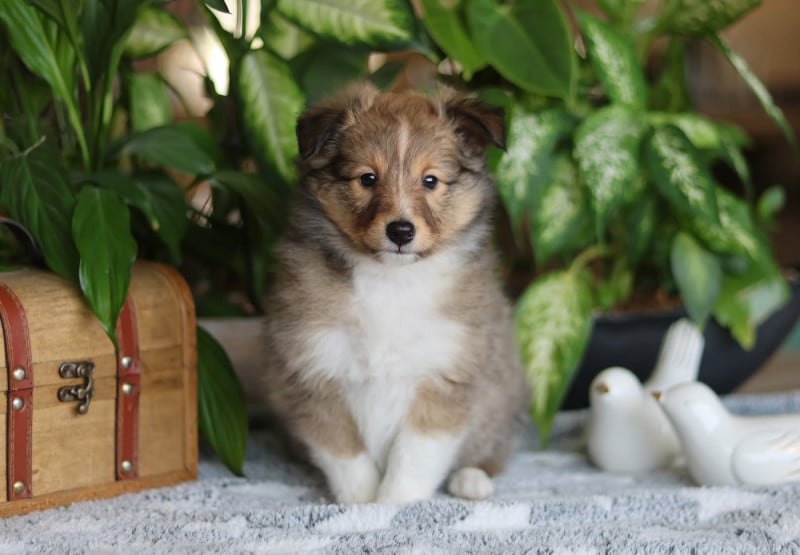 Shetland Sheepdog - du Royaume de la Petite étoile