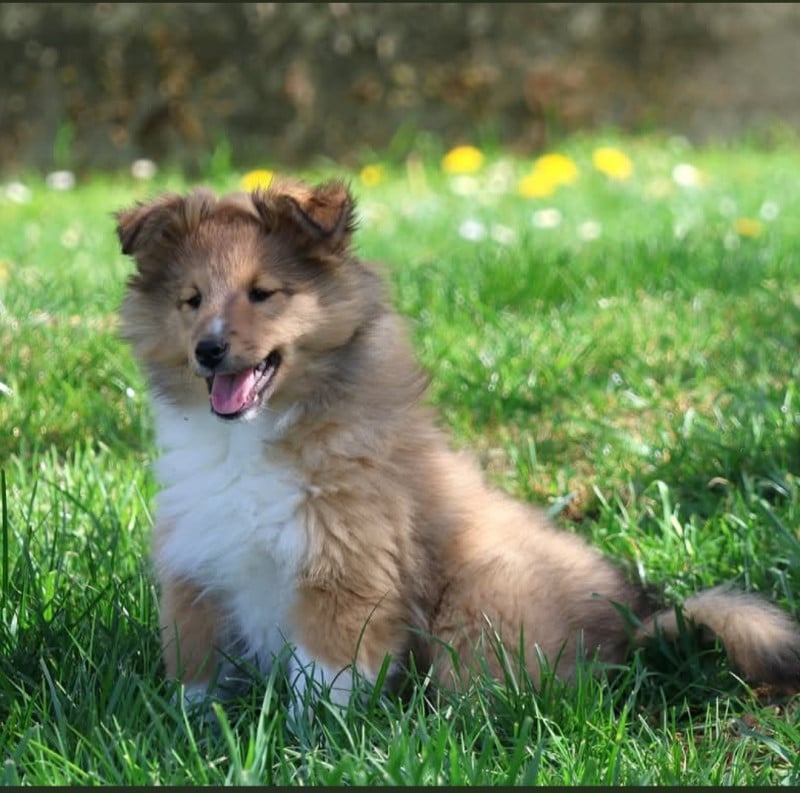 Shetland Sheepdog - du Royaume de la Petite étoile