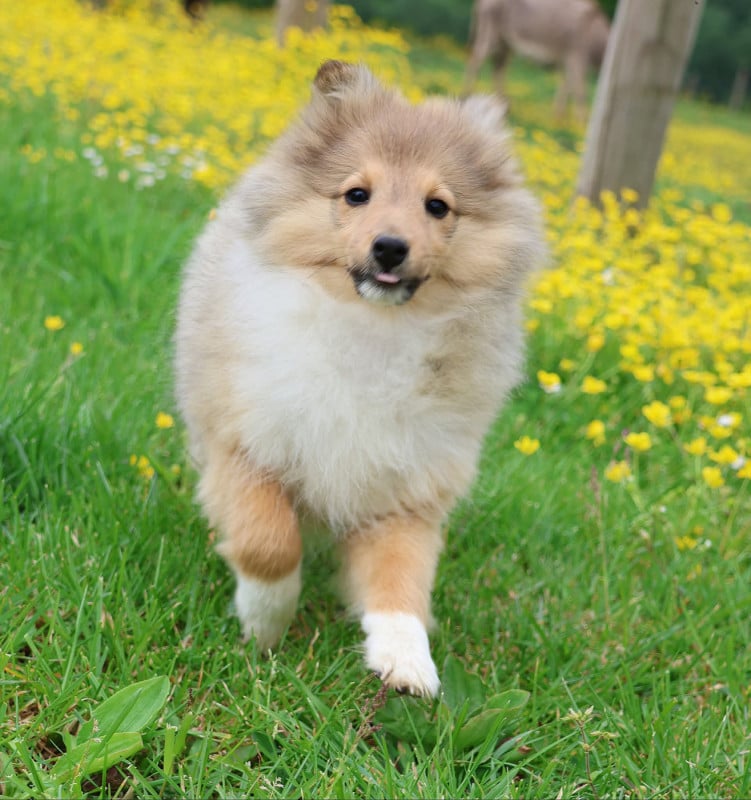Shetland Sheepdog - du Royaume de la Petite étoile