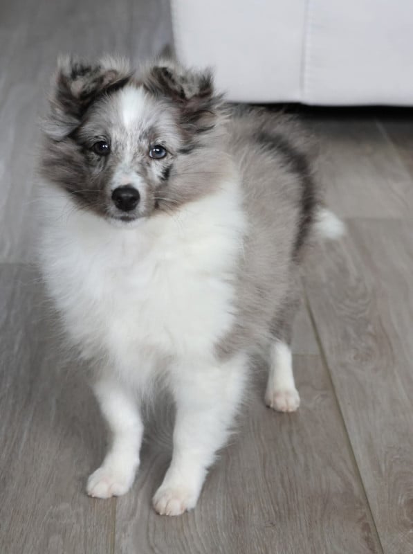 Shetland Sheepdog - du Royaume de la Petite étoile