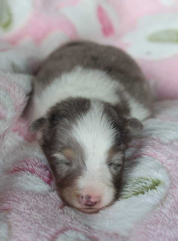 Shetland Sheepdog - du Royaume de la Petite étoile