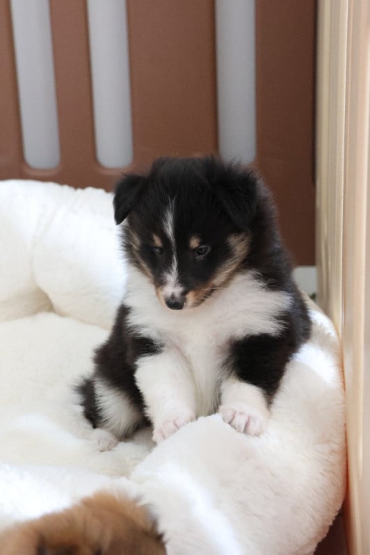 Shetland Sheepdog - du Royaume de la Petite étoile