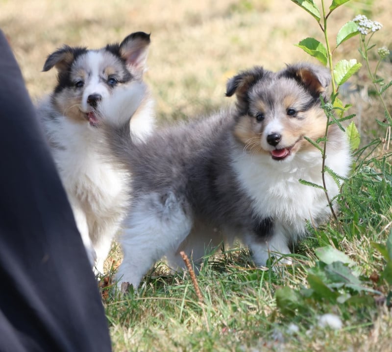 Shetland Sheepdog - du Royaume de la Petite étoile