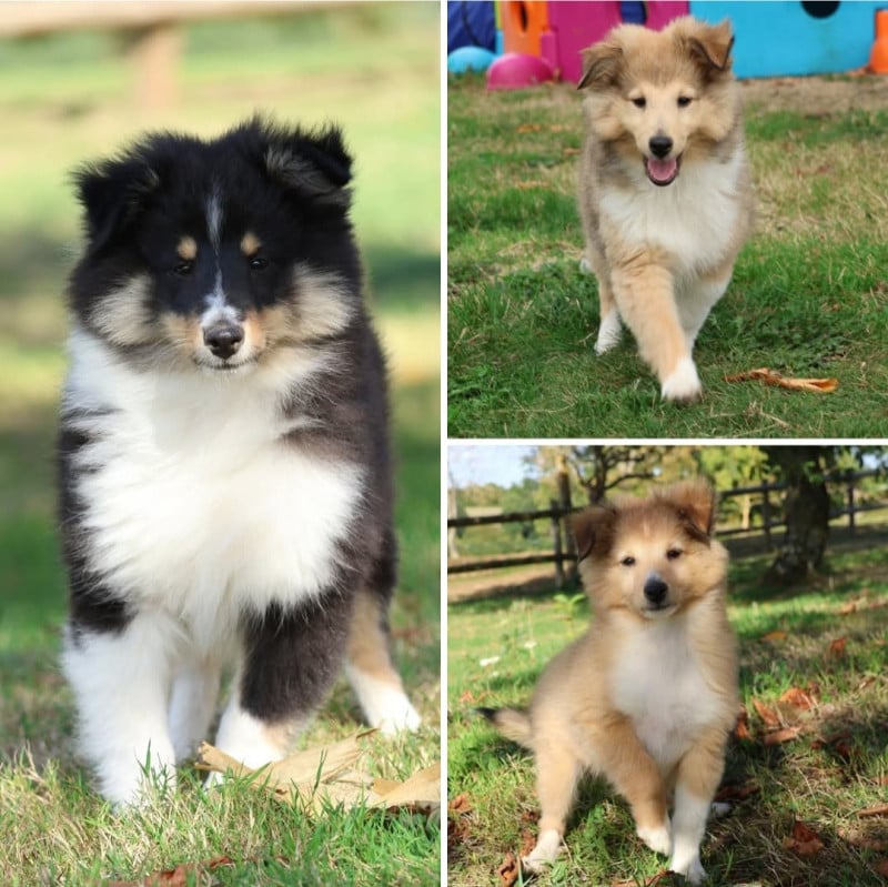 Shetland Sheepdog - du Royaume de la Petite étoile
