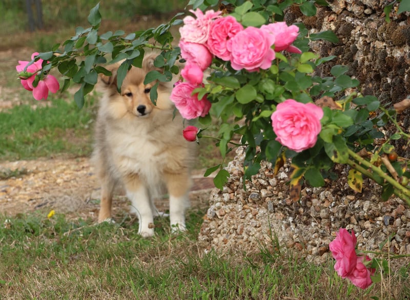Shetland Sheepdog - du Royaume de la Petite étoile
