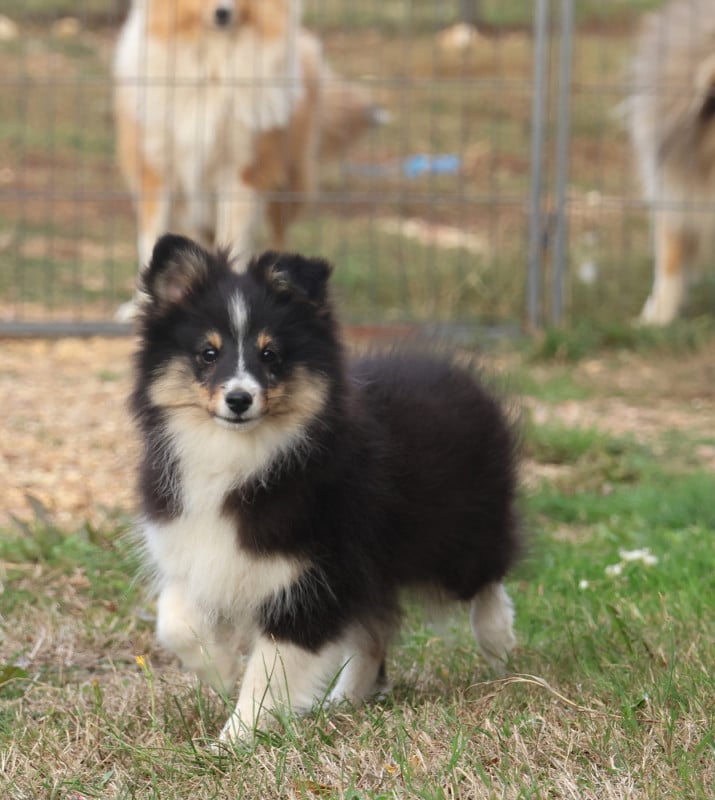 Shetland Sheepdog - du Royaume de la Petite étoile
