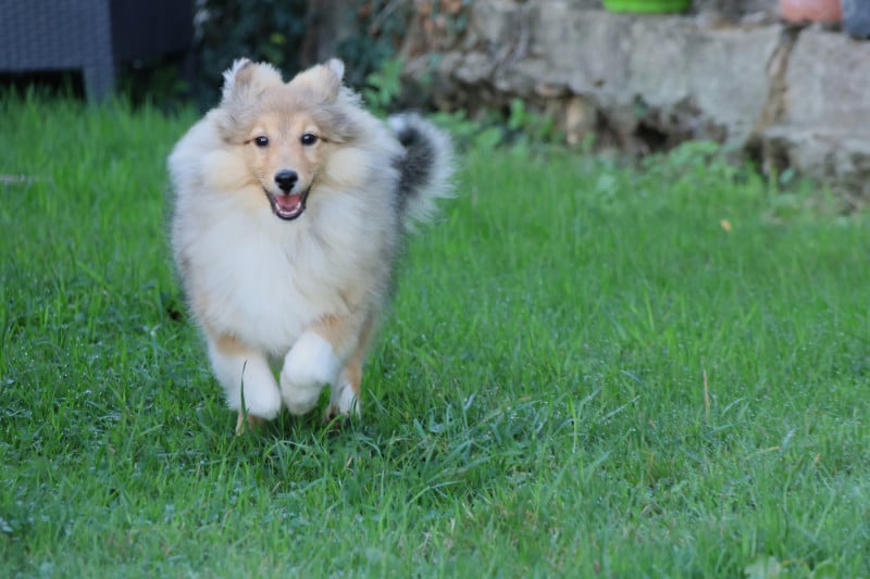 Shetland Sheepdog - du Royaume de la Petite étoile