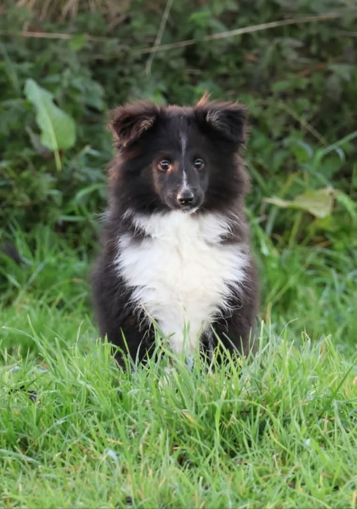 Shetland Sheepdog - du Royaume de la Petite étoile