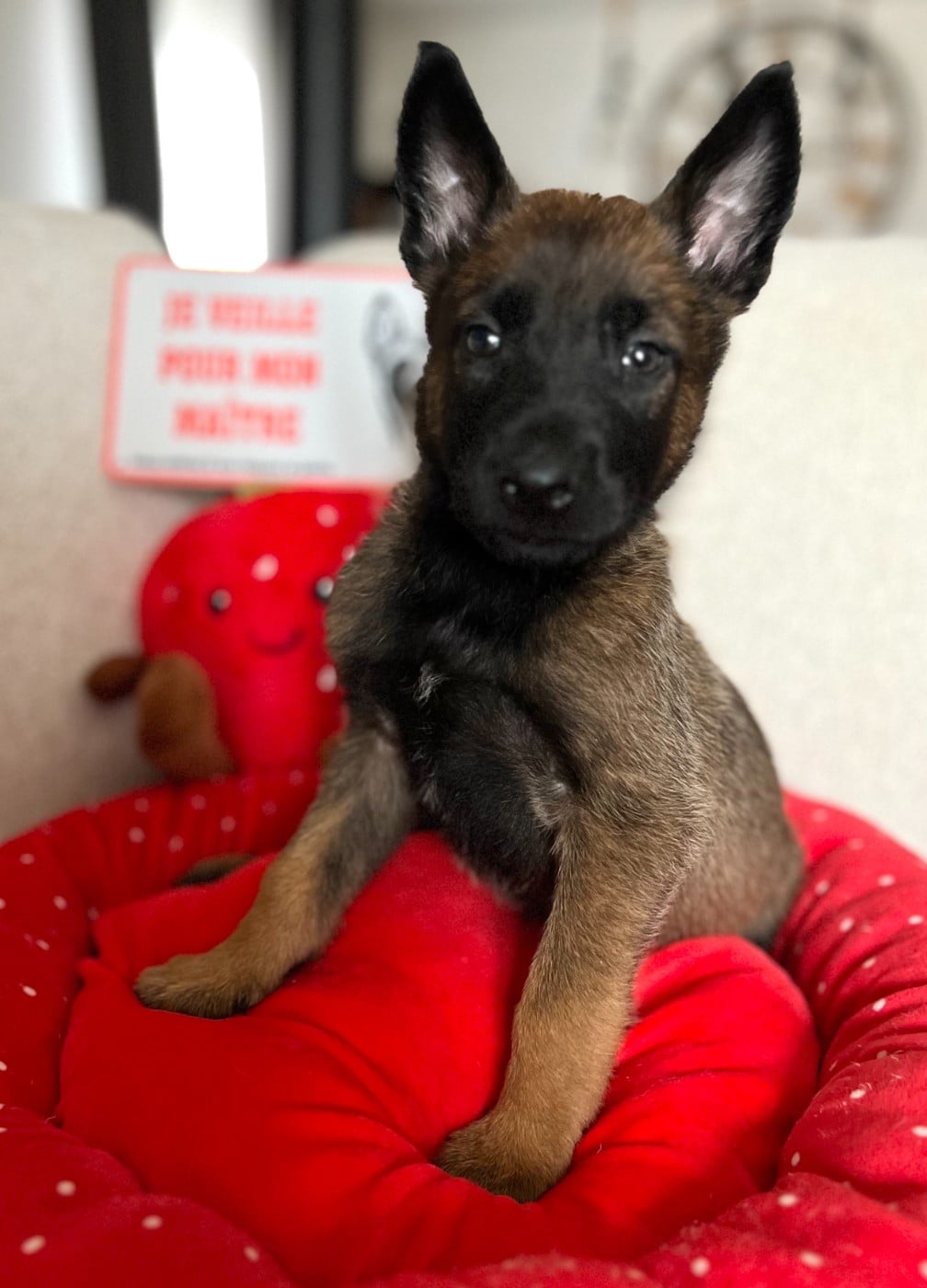 Chiot N°1 - Berger Belge