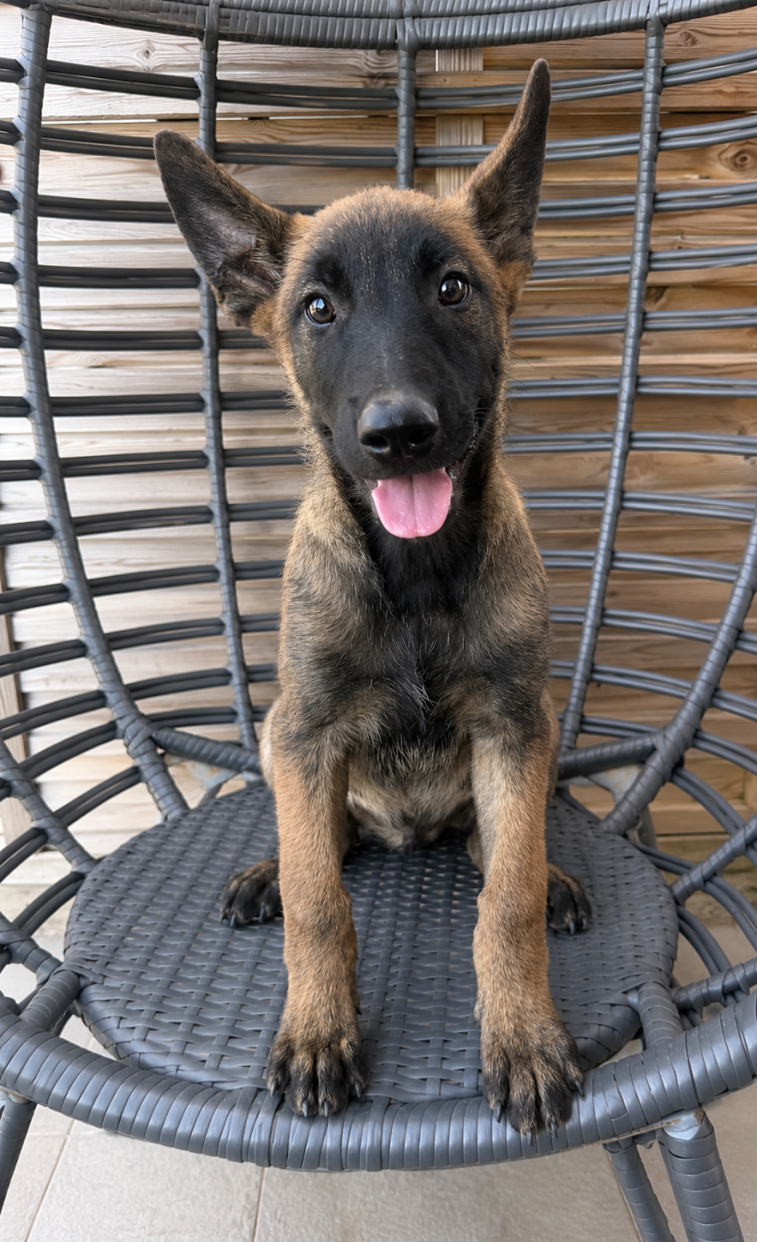 BRISCO - Berger Belge