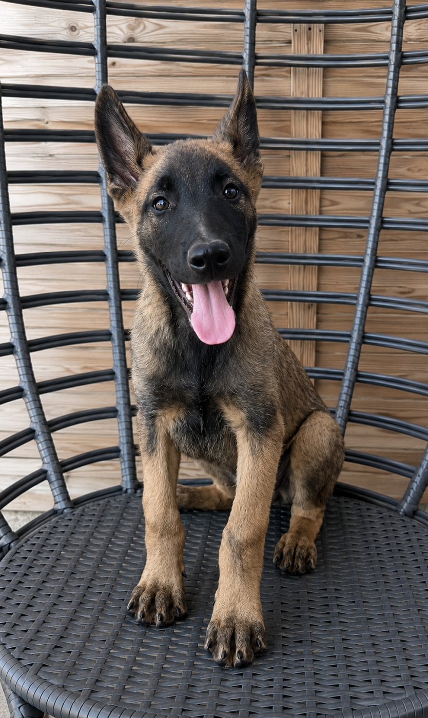 BANDIT - Berger Belge