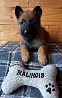 Les chiots de Berger Belge