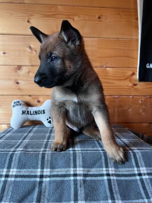 Les chiots de Berger Belge