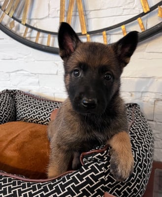 Les chiots de Berger Belge