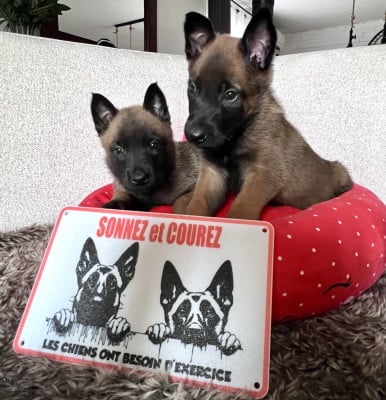 Les chiots de Berger Belge