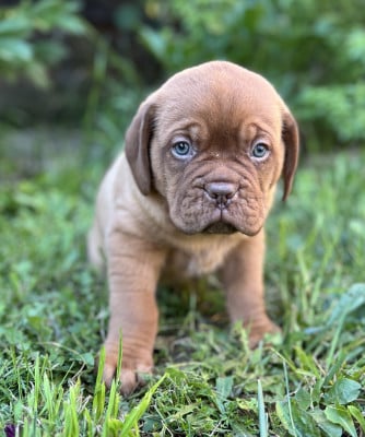 Les chiots de Dogue de Bordeaux