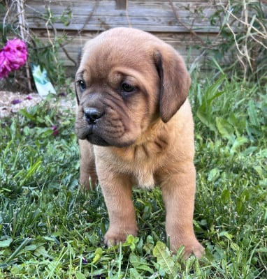 Les chiots de Dogue de Bordeaux