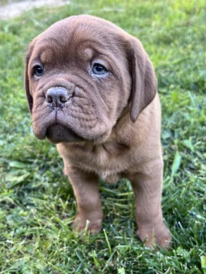Les chiots de Dogue de Bordeaux