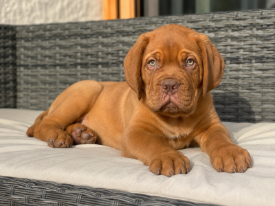 Les chiots de Dogue de Bordeaux
