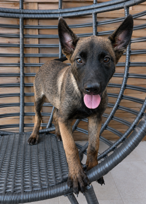 Les chiots de Berger Belge