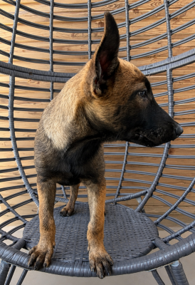 Les chiots de Berger Belge
