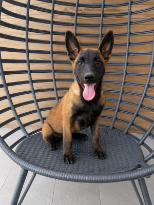 Les chiots de Berger Belge