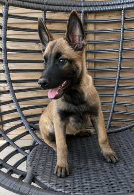 Les chiots de Berger Belge