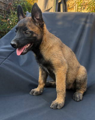 Chiot N°4 - Berger Belge