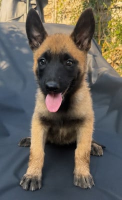 Les chiots de Berger Belge