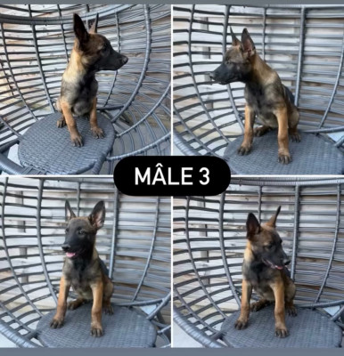 Les chiots de Berger Belge