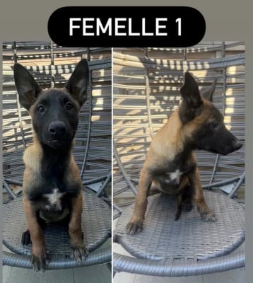 Les chiots de Berger Belge