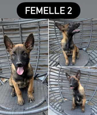 Les chiots de Berger Belge