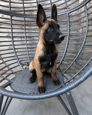 Les chiots de Berger Belge