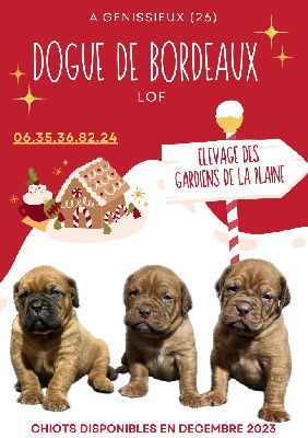 Les chiots de Dogue de Bordeaux