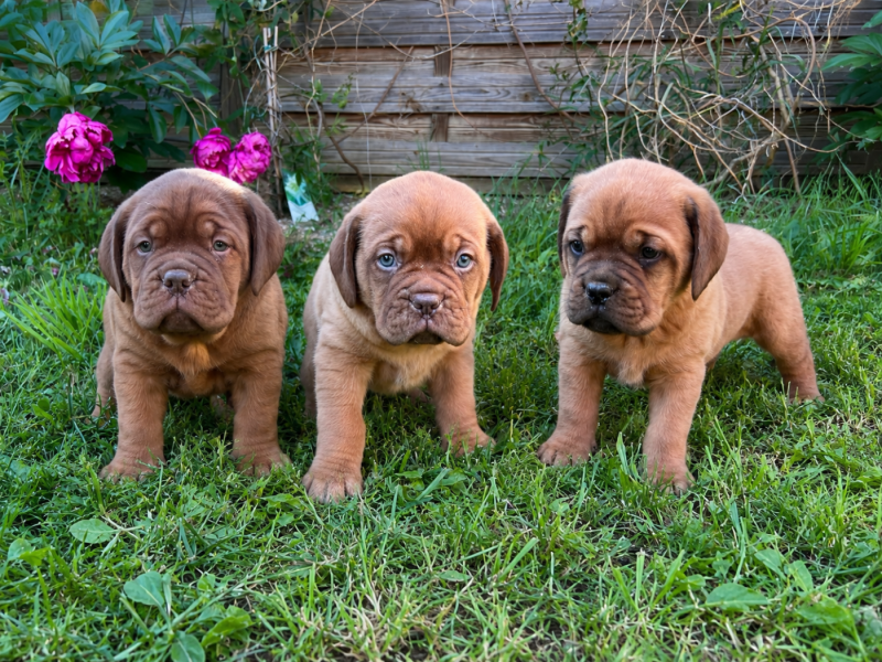 Dogue de Bordeaux - Des Gardiens De La Plaine