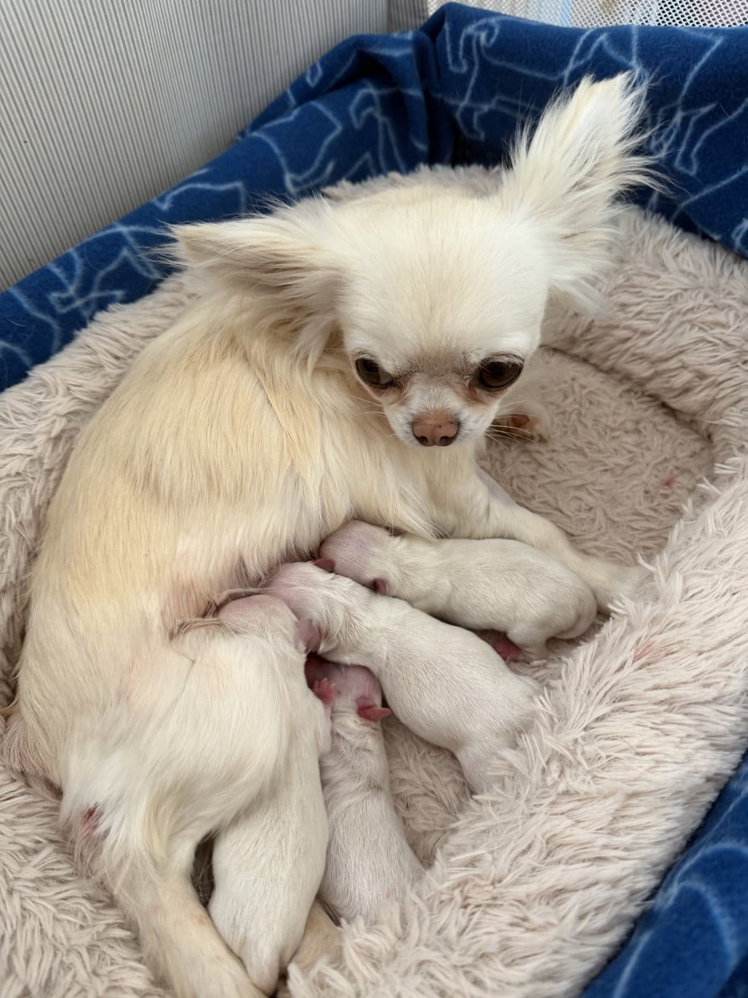 Chihuahua - (Sans Affixe)
